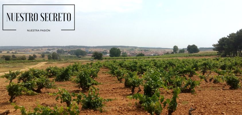 Dominio de MonteLaHorra, Ribera del Duero DO