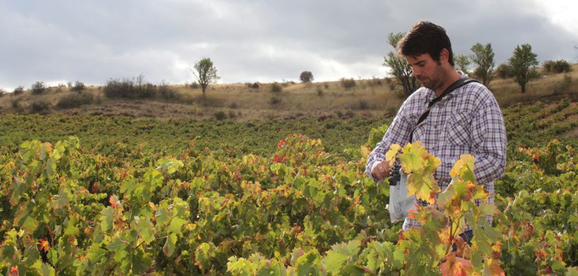 Dominio de MonteLaHorra, Ribera del Duero DO