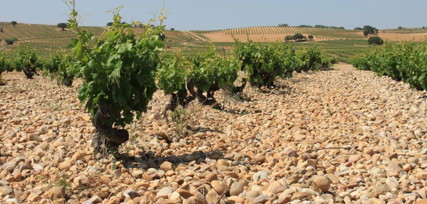 Dominio de MonteLaHorra, Ribera del Duero DO