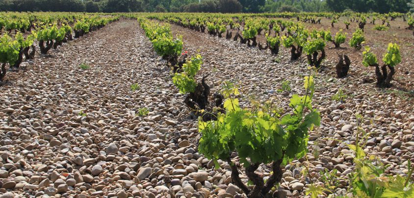 Dominio de MonteLaHorra, Ribera del Duero DO