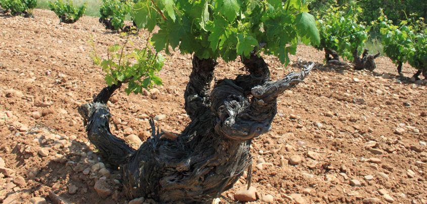 Dominio de MonteLaHorra, Ribera del Duero DO