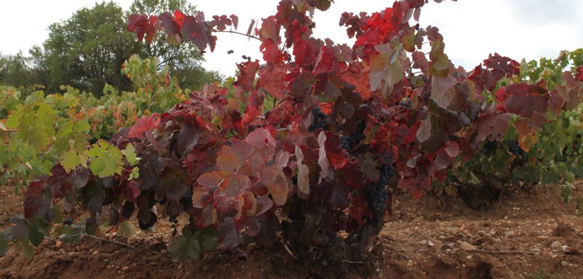 Dominio de MonteLaHorra, Ribera del Duero DO